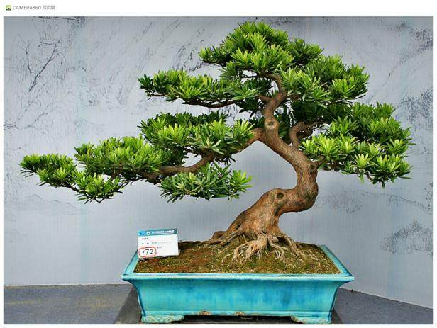 扬州古典盆景园将免费开放