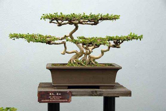 中国盆景发展《扬州宣言》