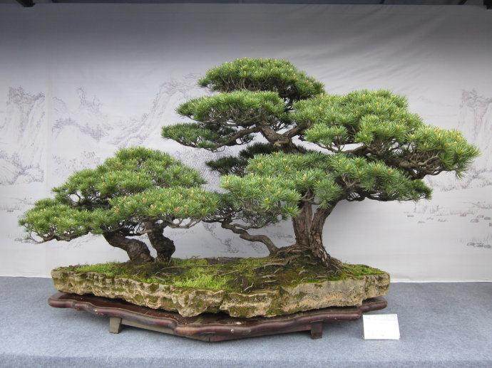 扬州举办盆景宗师徐晓白先生诞辰100年座谈会