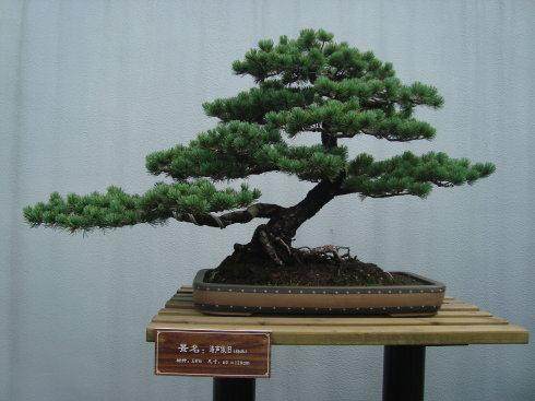 江苏柞榛究竟长啥模样？盆景园有株大别山柞榛