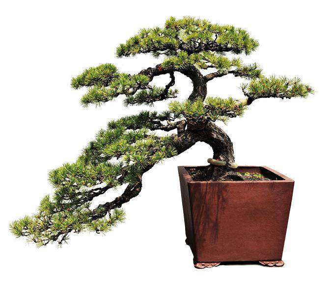 2016 扬州世界盆景友好联盟交流中心