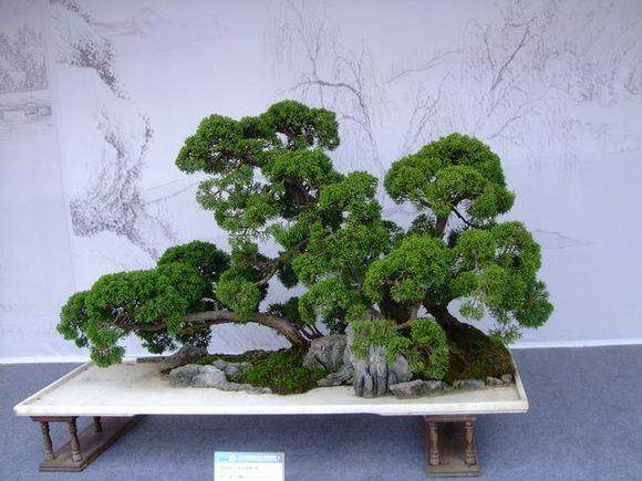 市民反映 盆景梅的花骨朵浇水时竟然掉色