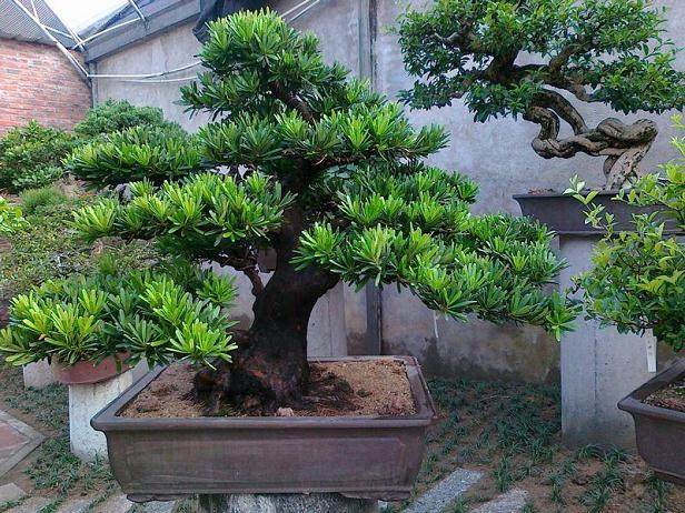 百多种花卉盆景供市民观赏