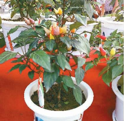 盆景辣椒既可观赏又能吃 30一盆