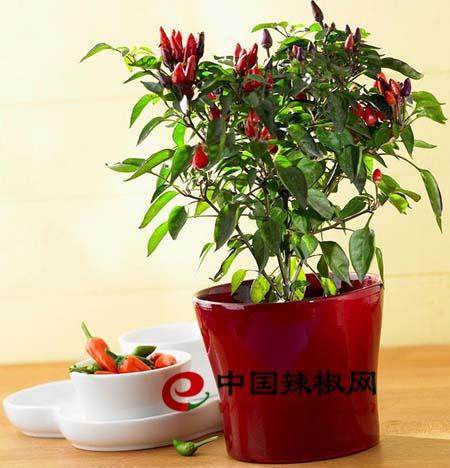 盆景里种的不是鲜花而是可以吃的辣椒