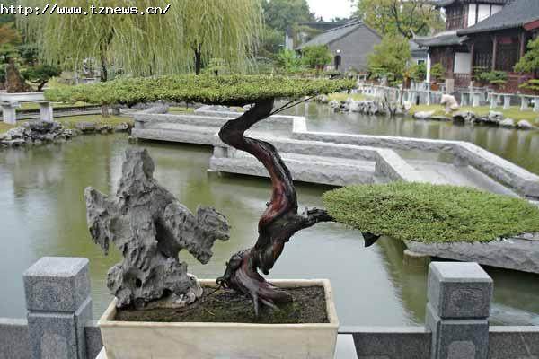 泰州盆景获中华瑰宝奖节假日可免费观赏