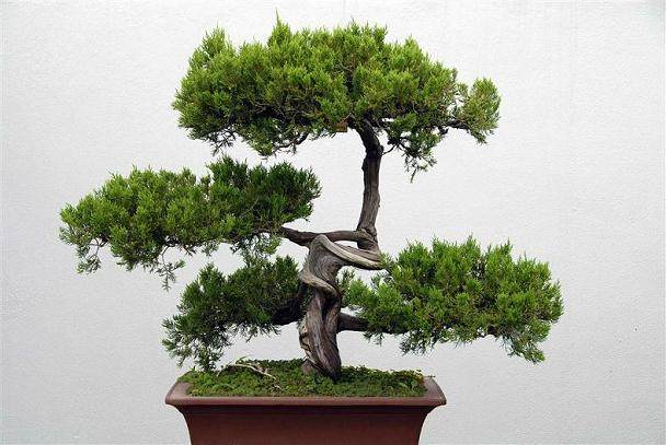 盆景艺术展160件精品盆景等您观赏