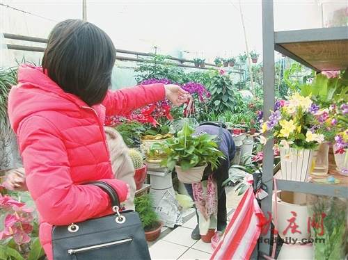大型盆景卖不动 家庭观赏花价低受欢迎