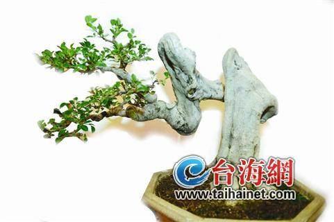 第二届菊花品种展暨盆景观赏石展在芝山公园开幕