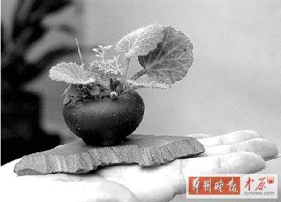 掌中赏玩的微型虎耳草盆景 掌中赏玩的微型虎耳草盆景