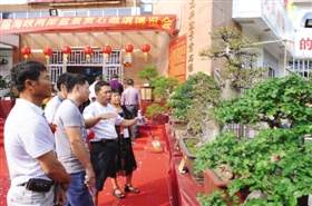 台湾盆景作品首次在石狮展出 观赏有了好去处