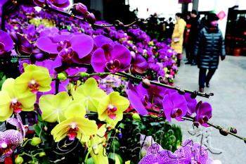 造型盆景变身家庭观赏花