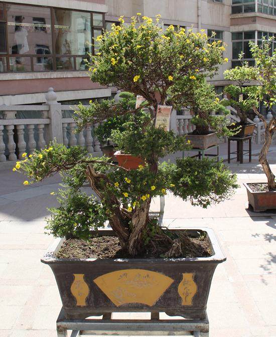 西宁市民可以赏花赏绿赏盆景