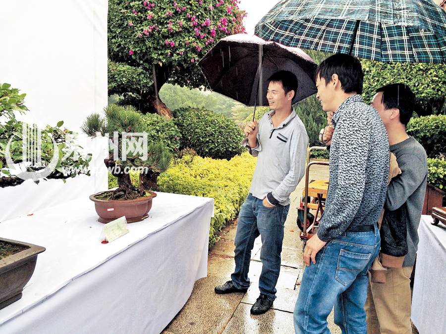 泉州第五届盆景展览吸引不少市民冒雨观赏