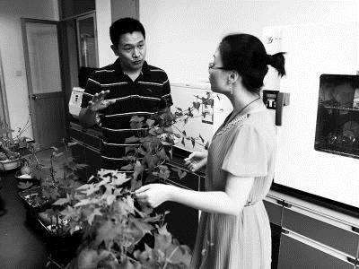 技术人员正在介绍甘薯盆景