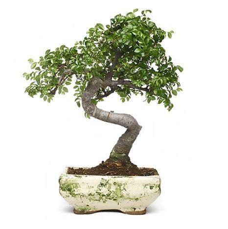 东莞龙洲湾都市农业发展蔬菜盆景