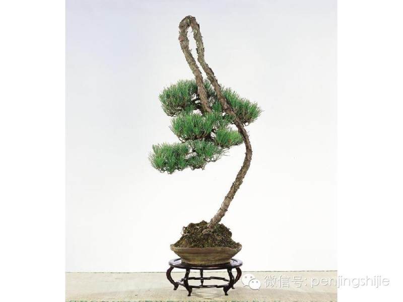 观赏石盆景游&ldquo;山水&rdquo;