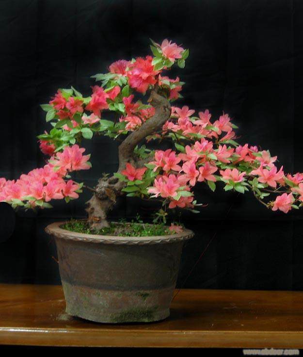 打造淮北盆景城市