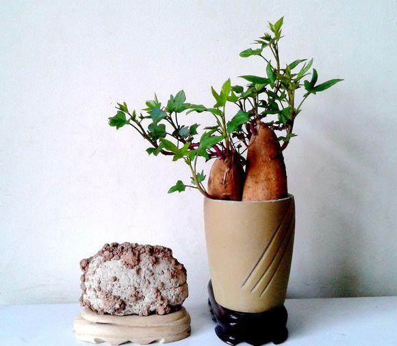 把普通的地瓜制作成盆景 应该算是一种创意