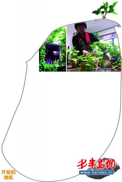 青岛家庭跟着地瓜姐学盆景 被收藏家看上 图片