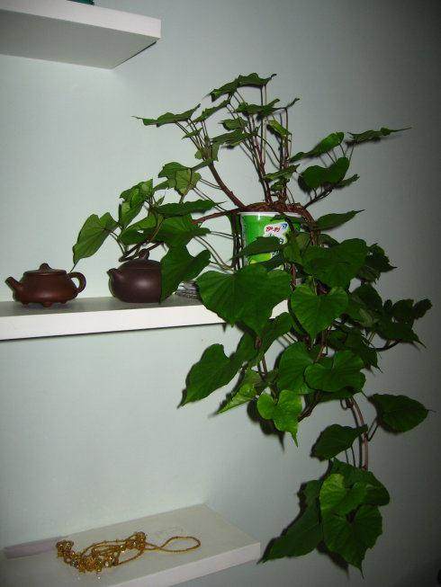 可吃可赏威海地瓜盆景成名片