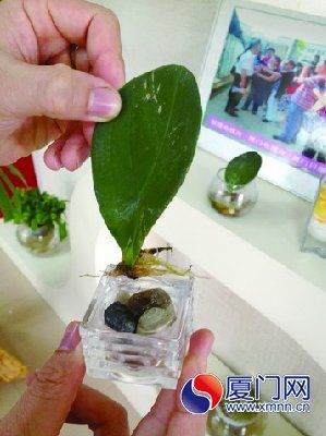 水培地瓜当盆景