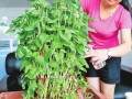 红薯变盆景效益翻倍增