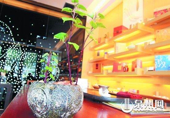 地瓜盆景与茶叶搭配,将你带入大自然。