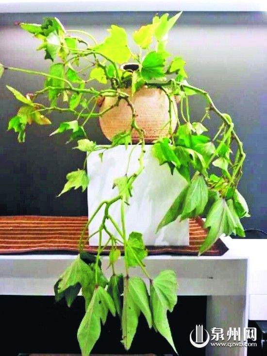 地瓜盆景可以是直立的造型