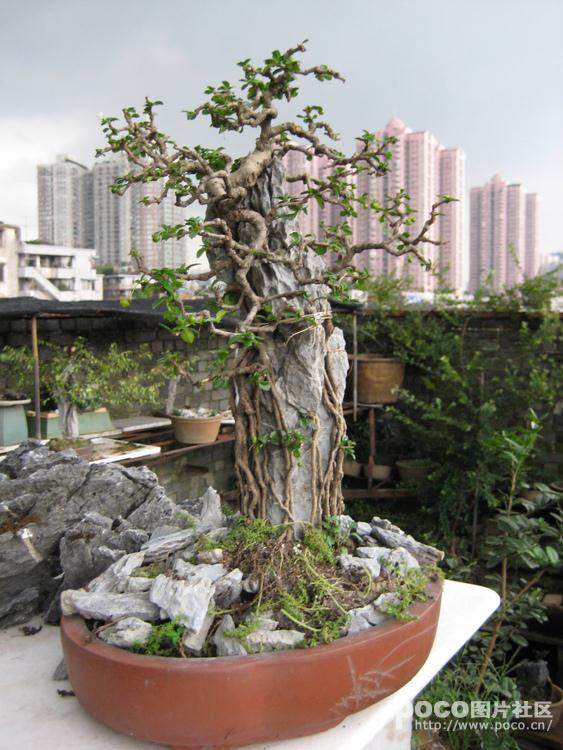 社区摆开盆景大赛 &ldquo;百草堂&rdquo;撒播公益种子