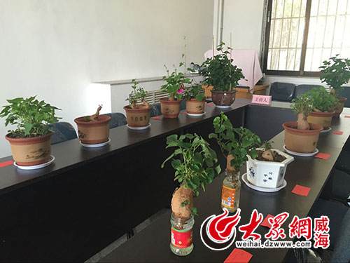 地瓜盆景生机盎然 怡海园社区居民其乐融融