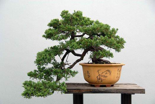 扬州景点 瘦西湖和盆景博物馆合二为一