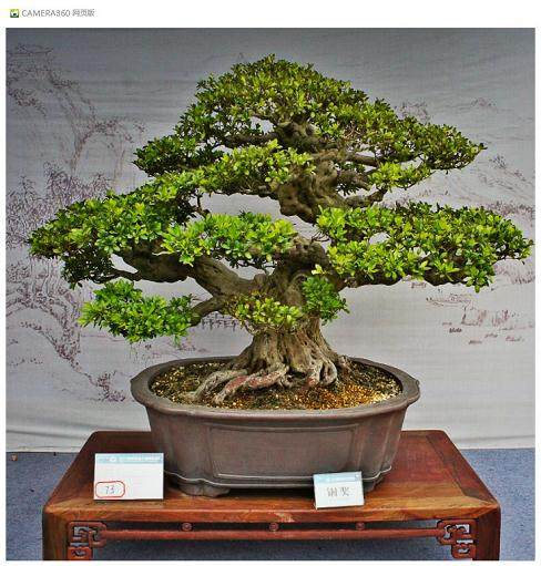 中国盆景将申报世遗