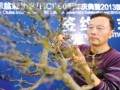 扬派盆景大师赵庆泉现场展示盆景技艺