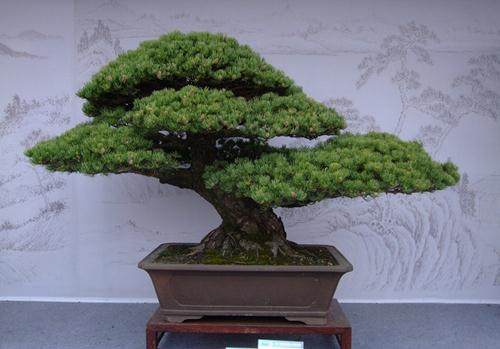 宋夹城盆景园将免费开放