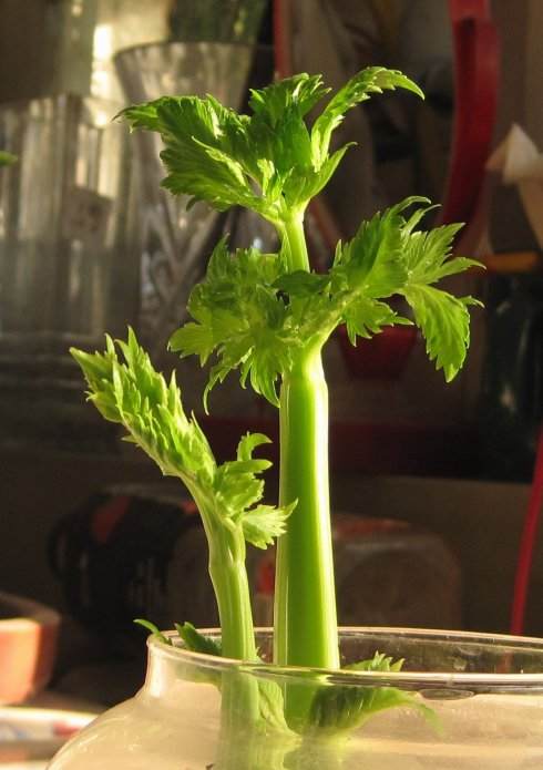 盆景蔬菜贵如花