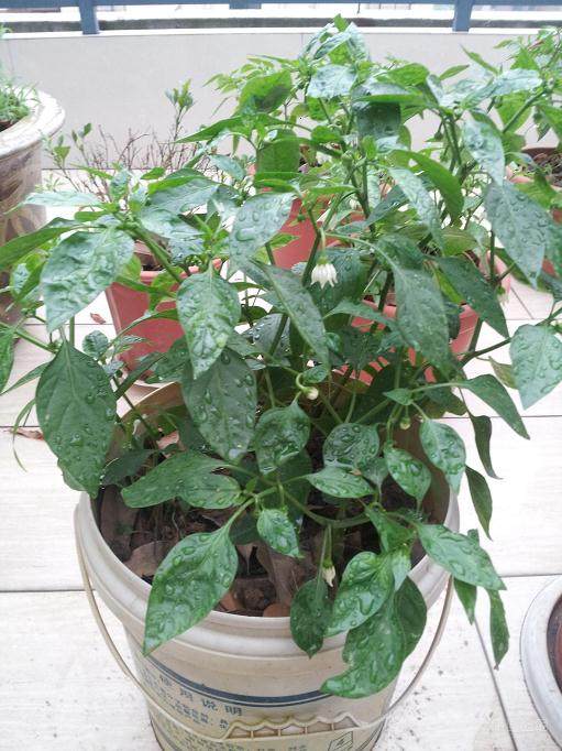 刘国庆制盆景蔬菜赚钱