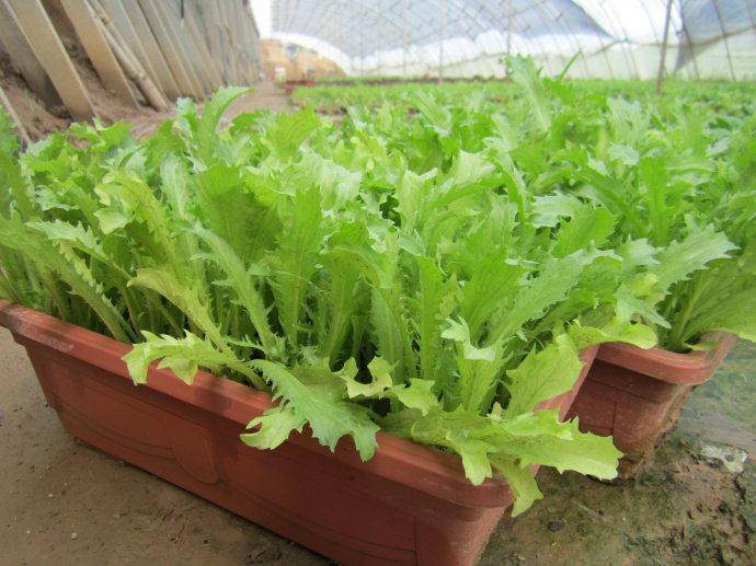 蔬菜盆景销路好