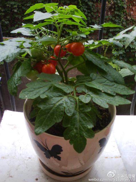 沈文欣制作蔬菜盆景迎佳节