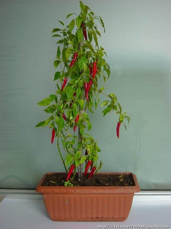 大通镇瞄准市场育出蔬菜盆景