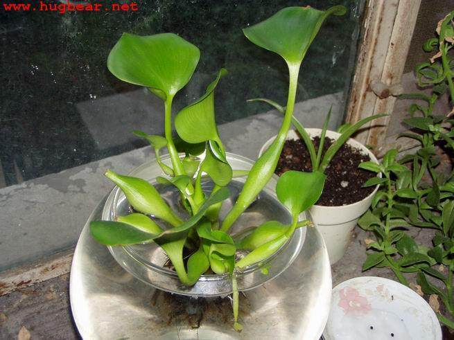 水葫芦做成盆景成宠儿 清洁世界出新思路