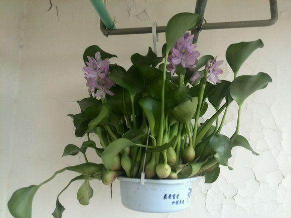 上海倡导 水葫芦盆景最环保