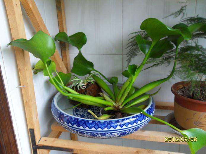 外围河道筑起屏障 水葫芦盆景没料