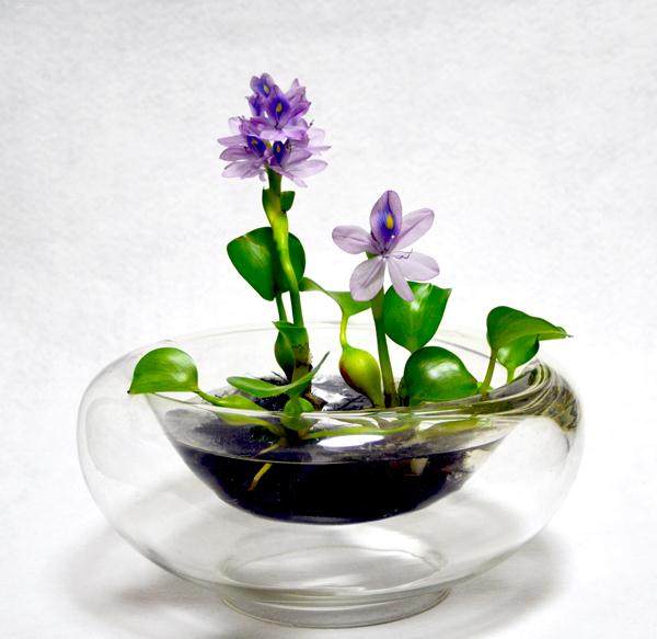 水葫芦转型做盆景