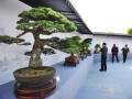 国际盆景大会200盆盆景今完成布展- 最小盆景可捧在手心赏玩