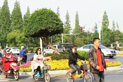 扬城街道绿化添盆景元素  瞧 街头大盆景