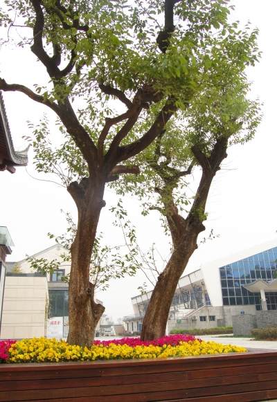 扬城街道绿化添盆景元素  瞧 街头大盆景