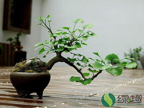 新人对盆景产生兴趣 想投资玩玩!