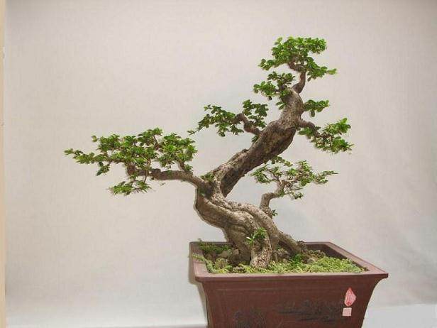 罗汉松盆景收藏越来越受到投资者青睐 价格逐年飙升