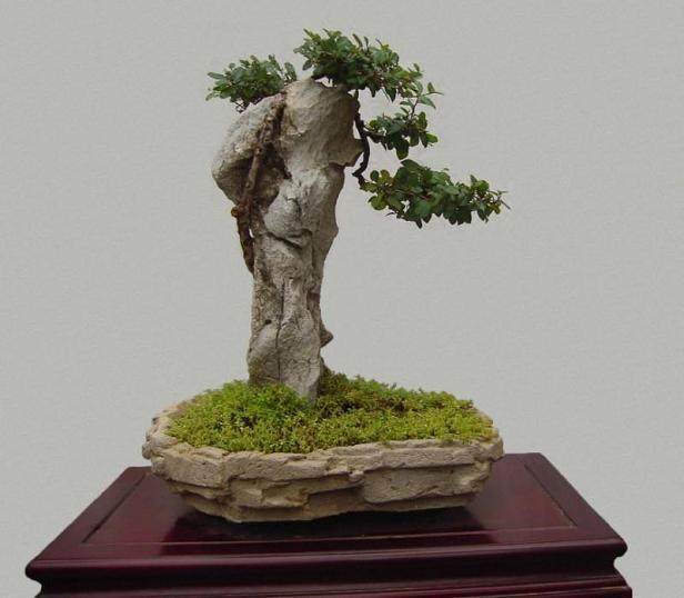 投资800万元建设南山盆景一条街